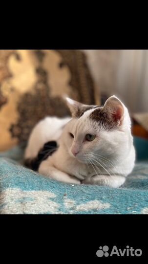 Котик в добрые руки