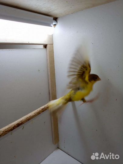 Кенара и канарейки