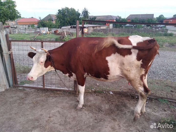 Корова стельная дойная