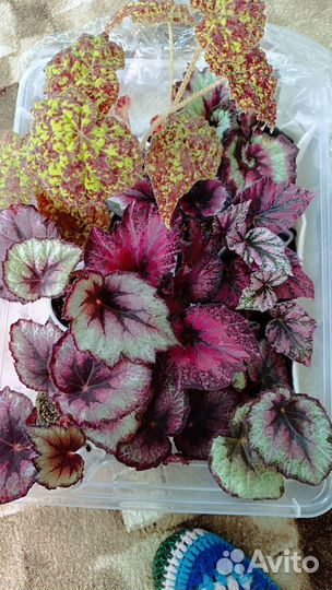 Бегония декоративно лиственная