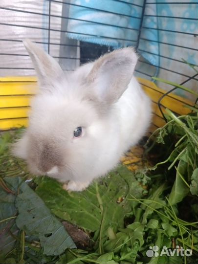 Кролик декоративный