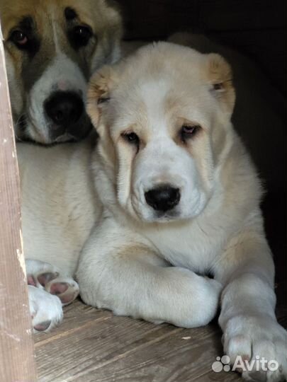 Среднеазиатская овчарка