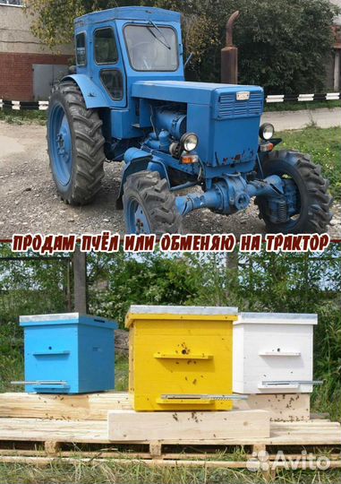Продам пчёл