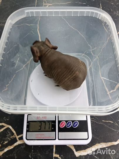 Морская свинка скинни мальчик шоколад