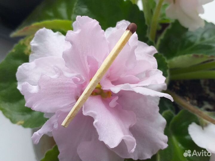 Сортовые фиалки