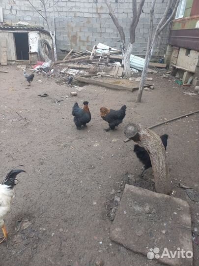 Куры разных пород и петухи