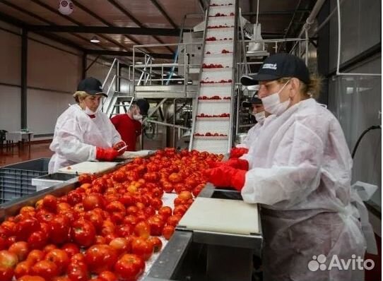 Упаковщики на склад овощей вахта