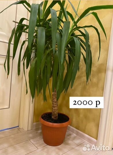 Продам цветы комнатные