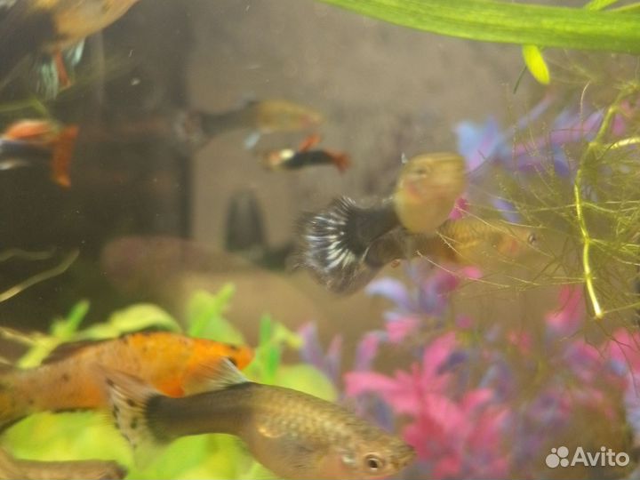 Рыбки гуппи