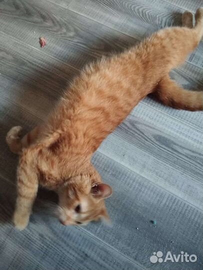 Котик рыжик