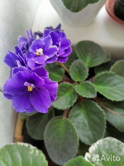 Фиалки. Детки