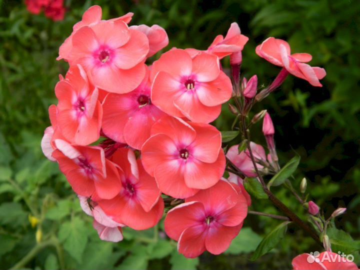 Флоксы Лососевый