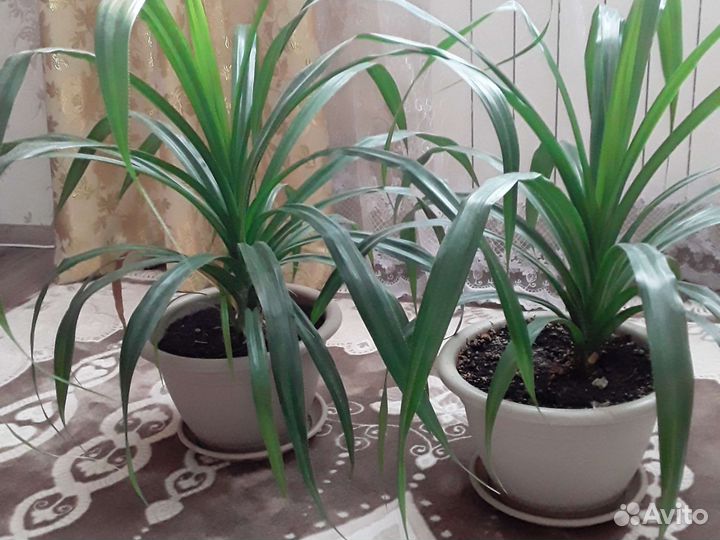 Пальма панданус