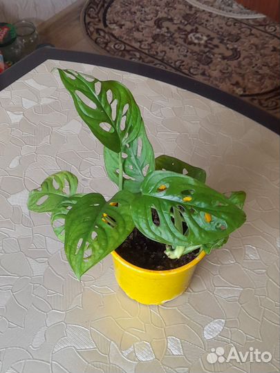 Монстера манки маск