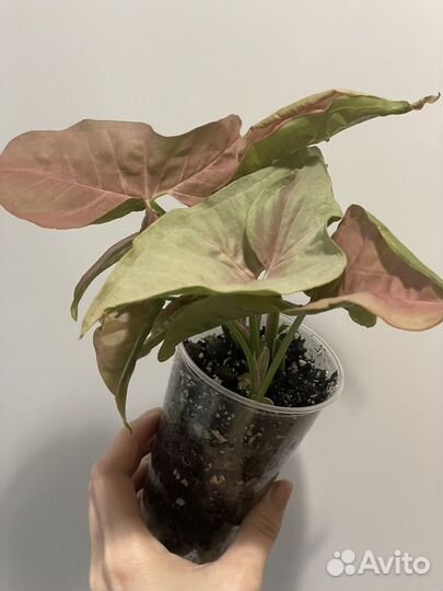 Сингониум неон пинк