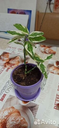 Продам цветы комнатные