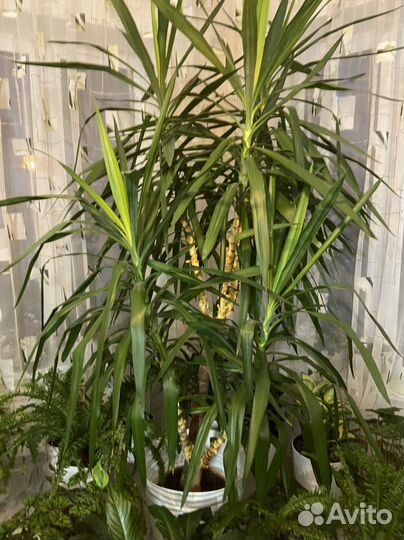 Пальма юкка