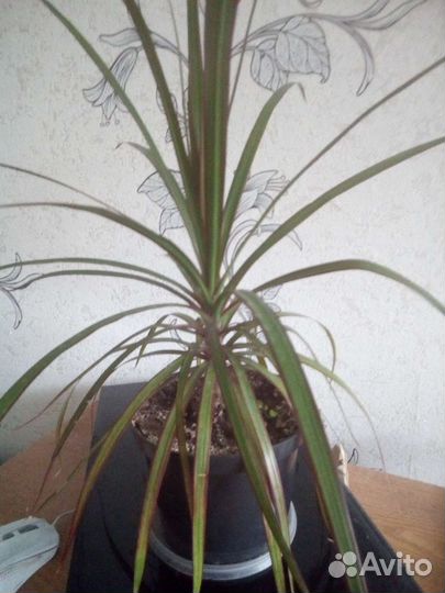 Продам комнатные цветы