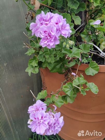 Герань пеларгония плющелистная ампельная