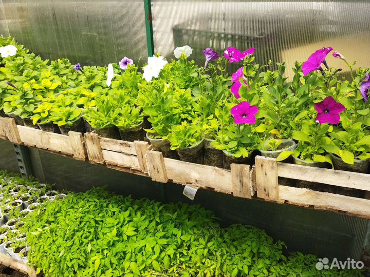 Рассада цветов и овощей