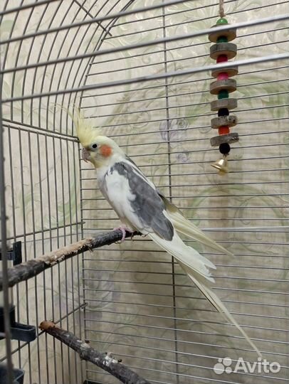 Попугай корелла с клеткой