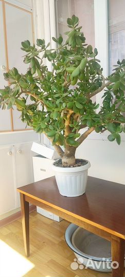 Денежное дерево. Толстянка