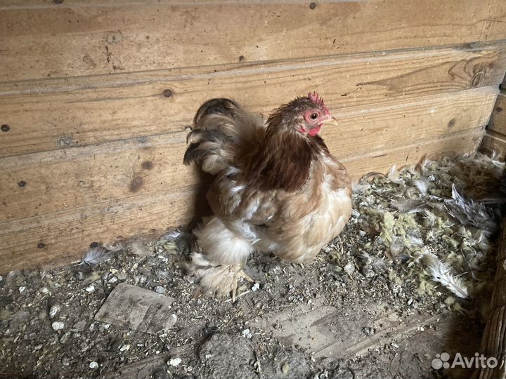 Кохинхин, малазийская серама