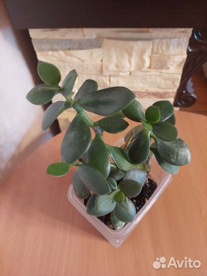 Толстянка (денежное дерево)