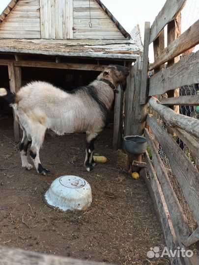 Нубийский козел