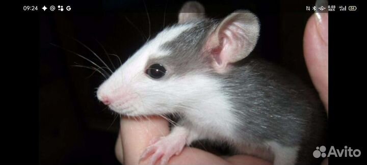 Крыса дамбо