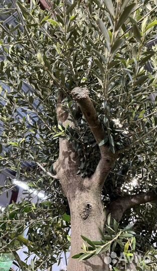 Олива Европейская 2.70