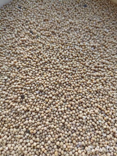 Горчица белая семена (Очищенная, 2023г.)