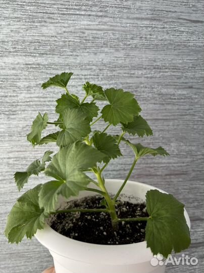 Пеларгония герань королевская