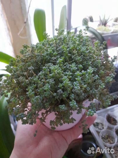 Седум дасифиллюм