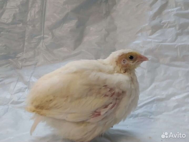 Перепела, инкубационное яйцо