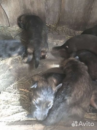 Щенки немецкой овчарки