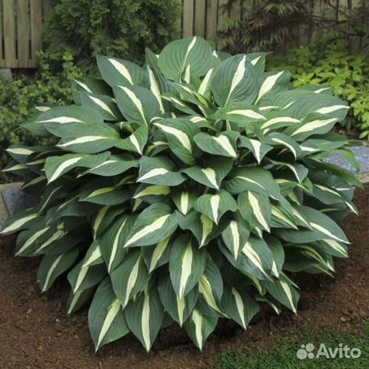 Хоста Риски Бизнес