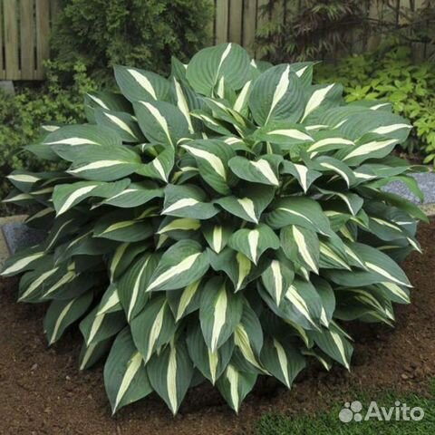 Хоста Риски Бизнес