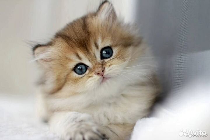 Клубные британцы золотая шиншилла