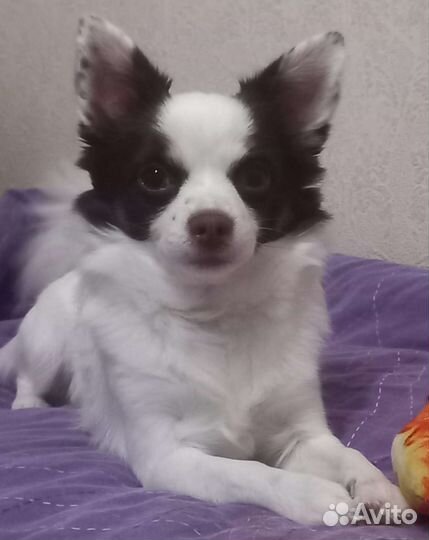 Вязка кобель чихуахуа