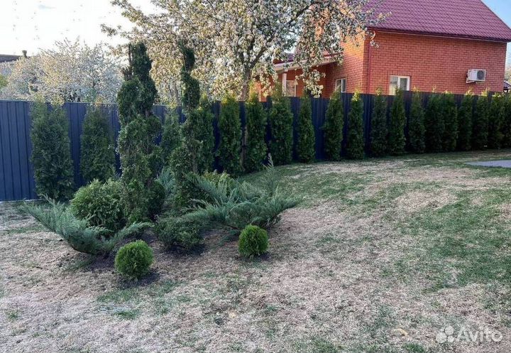 Можжевельник “Скайрокет” доставкой с полей