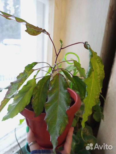 Розан (Гибискус)