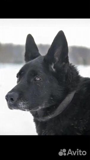 Мир через решетку собака в дар в добрые руки