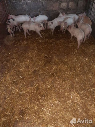 Поросята помеси ландрас дюрок