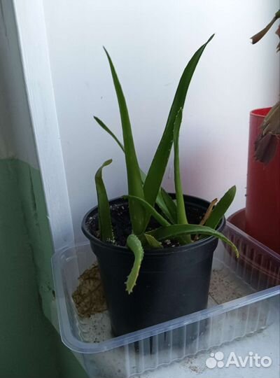 Хлорофитум, сингониум и другие