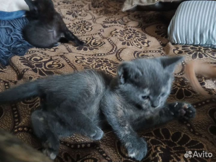 Бурманская кошечка