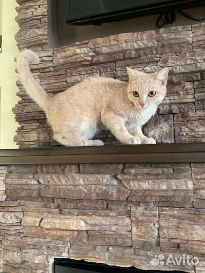 Котик 7 мес кастрирован