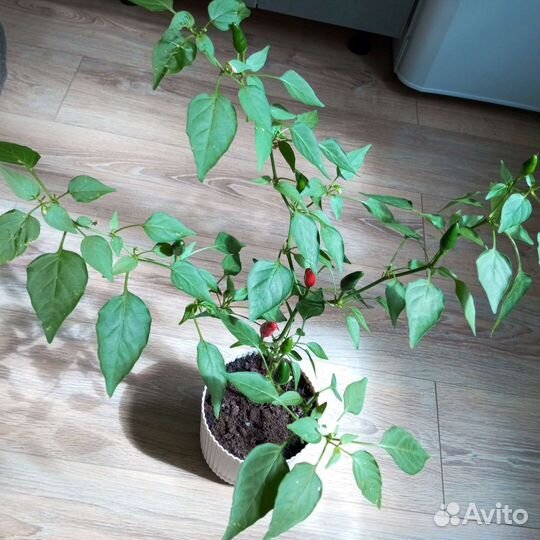 Острый домашний перец