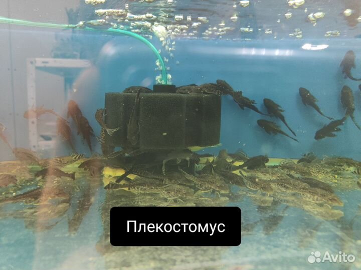 Аквариумные рыбки оптом