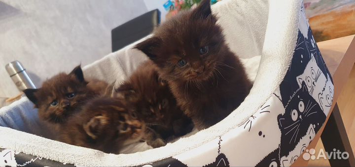 Котята мейн-кун